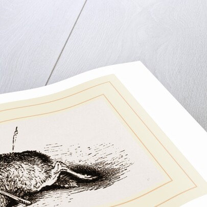 Wolf in Trap by Anonymous