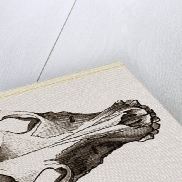 Skull of Canadian Wolf by Anonymous