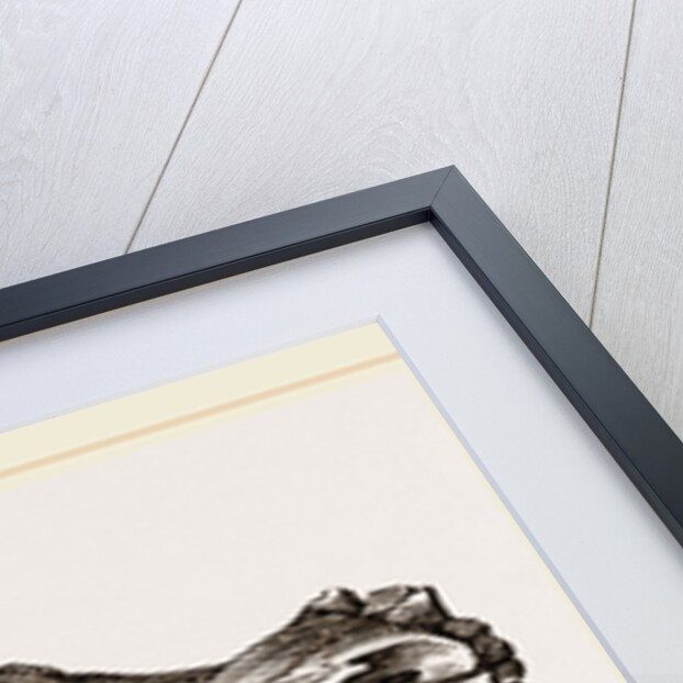 Skull of Canadian Wolf by Anonymous