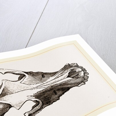 Skull of Canadian Wolf by Anonymous