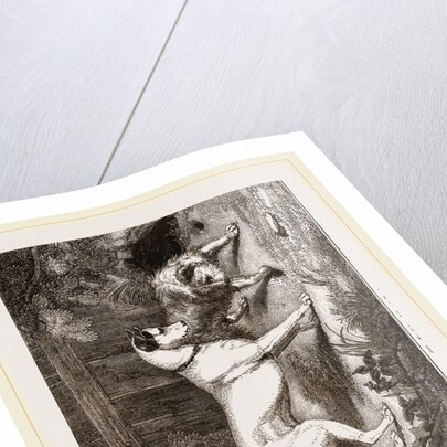 English and Scotch Terriers by Anonymous