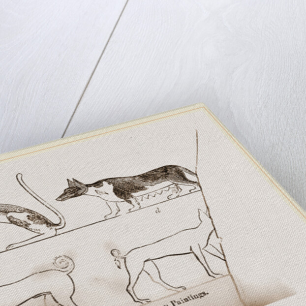 Dogs, from Egyptian paintings by Anonymous