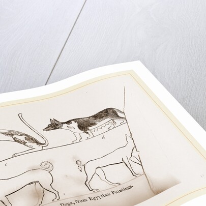 Dogs, from Egyptian paintings by Anonymous