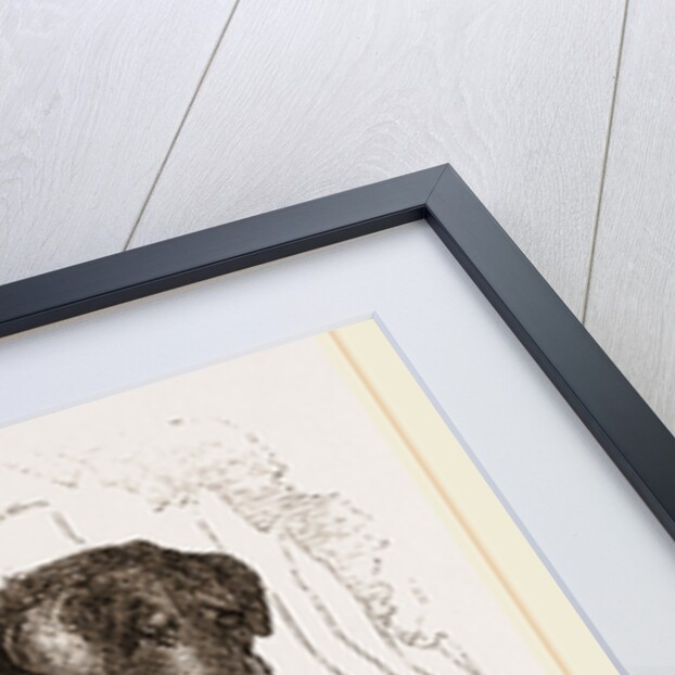 Thibet Watch-dog by Anonymous