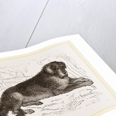 Thibet Watch-dog by Anonymous