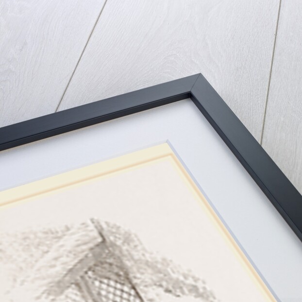 Street Dogs of the East by Anonymous