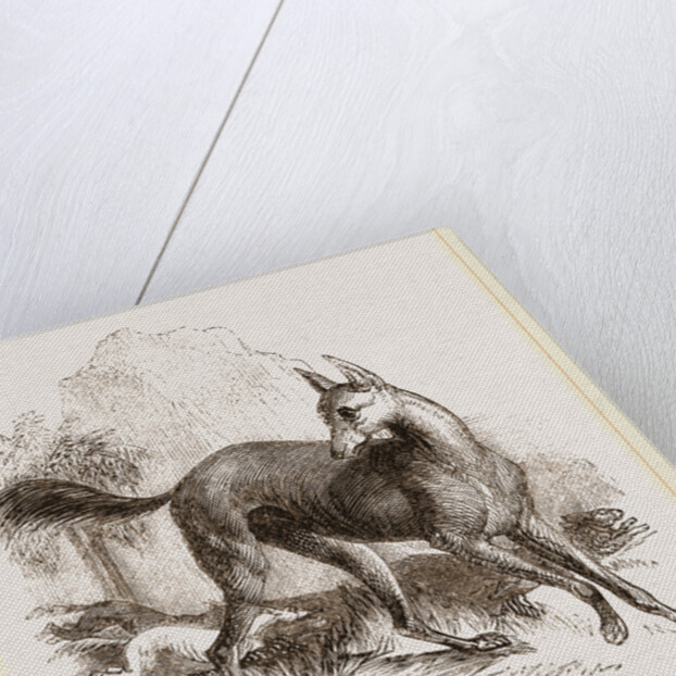 Arabian Greyhound by Anonymous