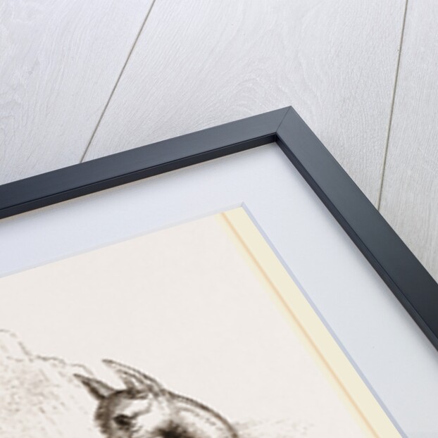 Arabian Greyhound by Anonymous