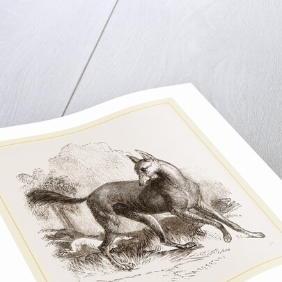 Arabian Greyhound by Anonymous