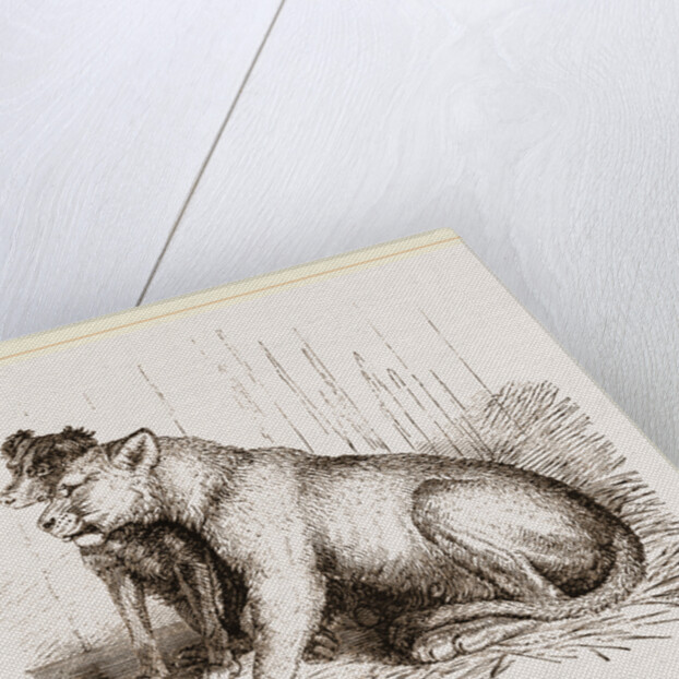 Lion and Spaniel by Anonymous