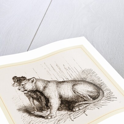 Lion and Spaniel by Anonymous