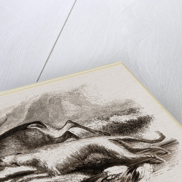 Scotch Greyhound by Anonymous