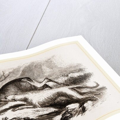 Scotch Greyhound by Anonymous