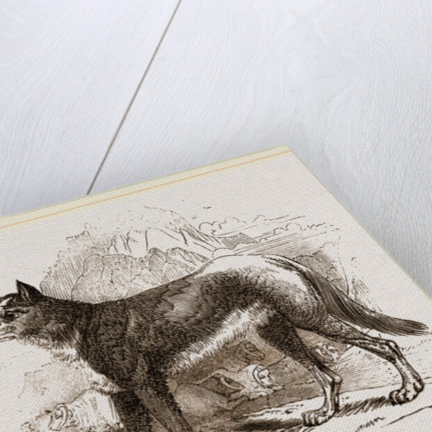 Turkman Watch-dog by Anonymous