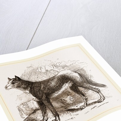 Turkman Watch-dog by Anonymous