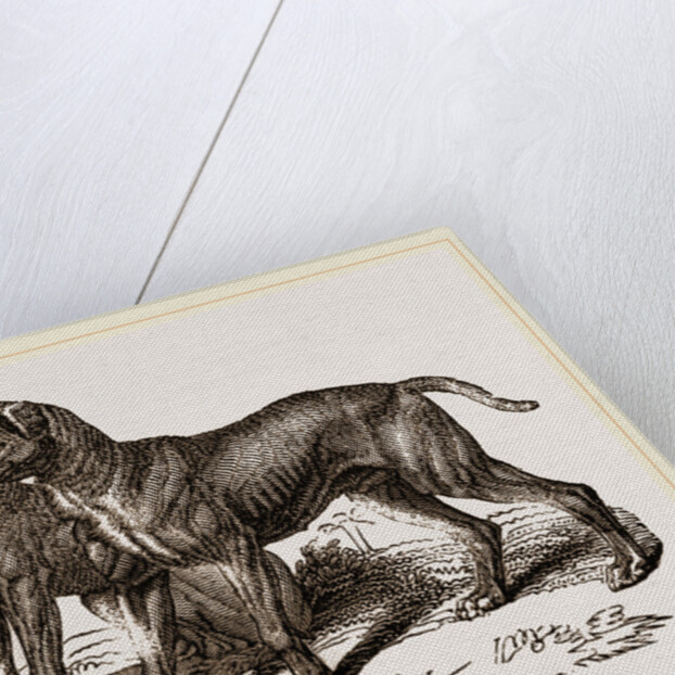 African Blood-hounds by Anonymous