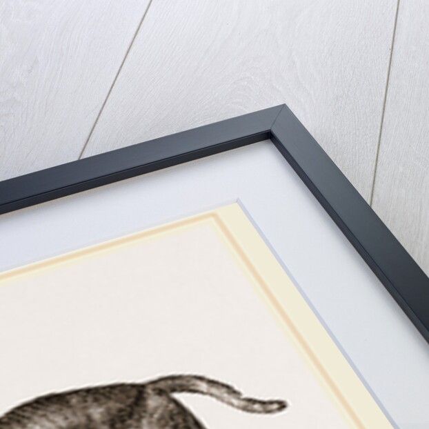 African Blood-hounds by Anonymous