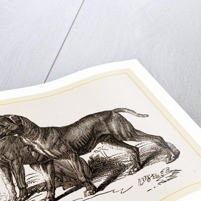 African Blood-hounds by Anonymous