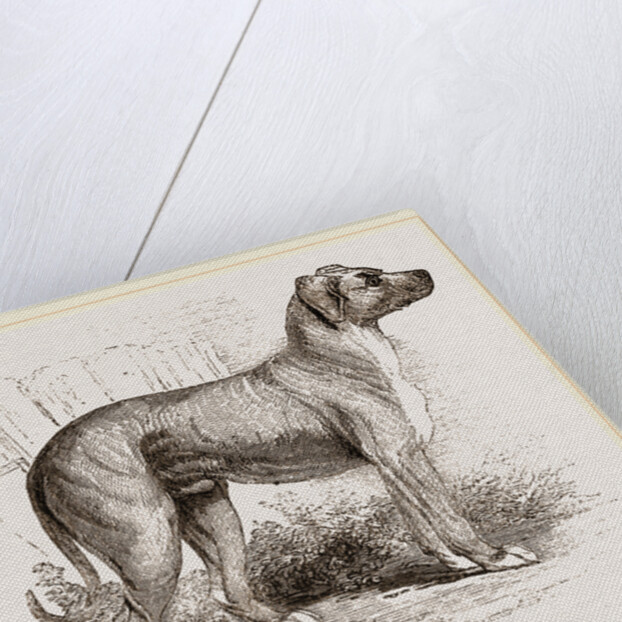 Cuban Blood-hound by Anonymous