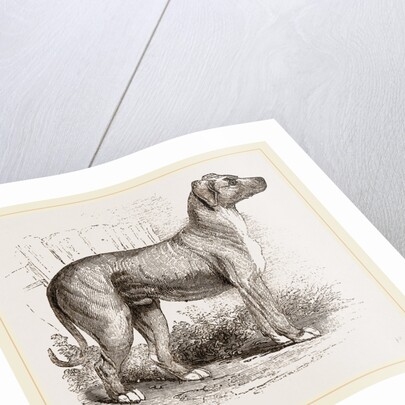 Cuban Blood-hound by Anonymous