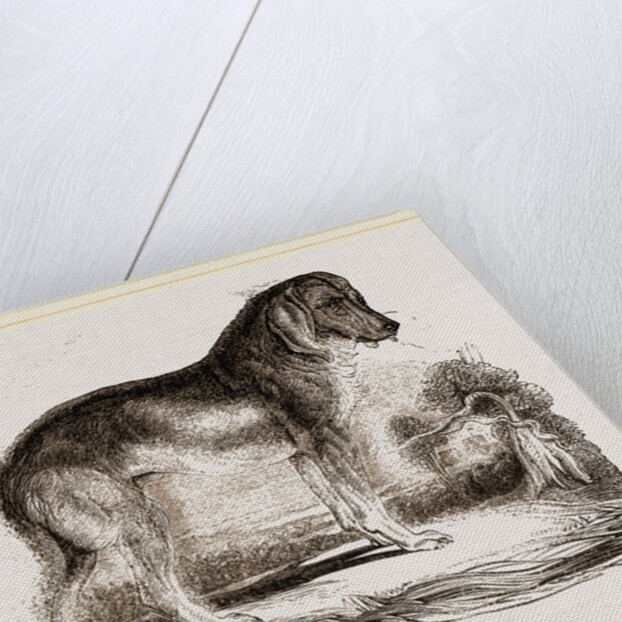 English Blood-hound by Anonymous