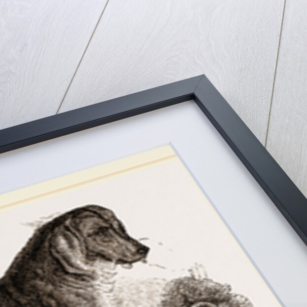 English Blood-hound by Anonymous