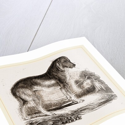 English Blood-hound by Anonymous