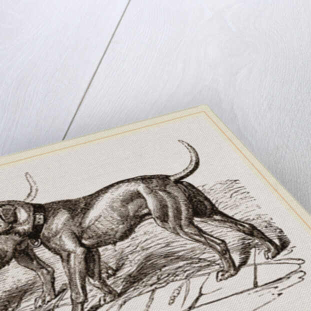 Cuban Blood-hounds by Anonymous