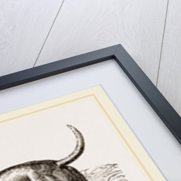 Cuban Blood-hounds by Anonymous