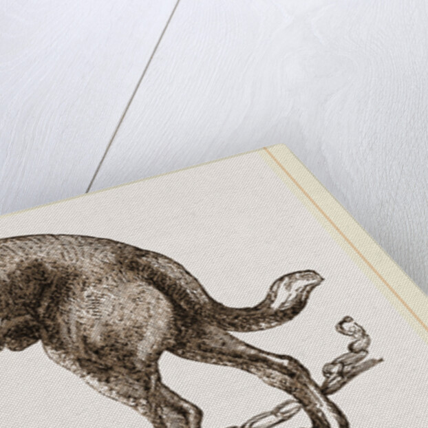 Mastiff by Anonymous