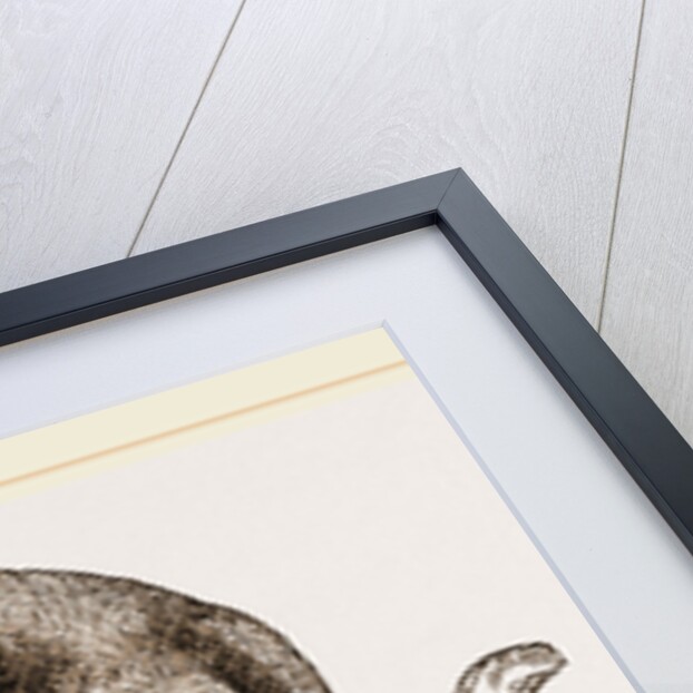 Mastiff by Anonymous