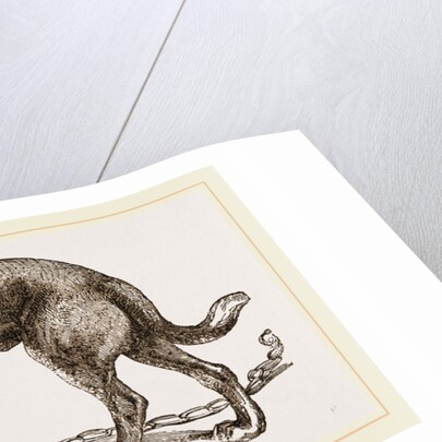 Mastiff by Anonymous