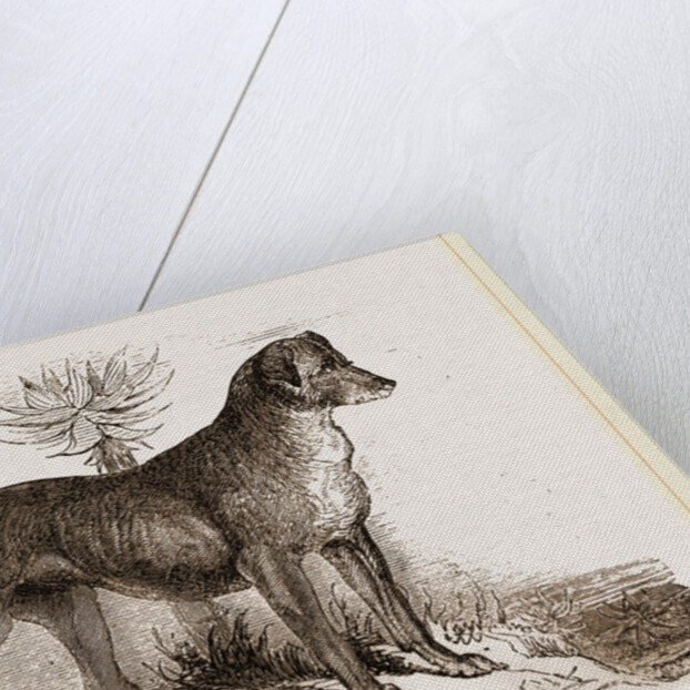 African Hound by Anonymous