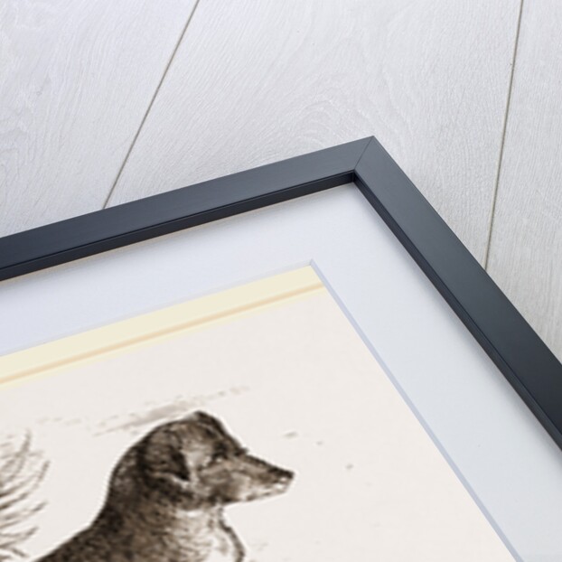 African Hound by Anonymous