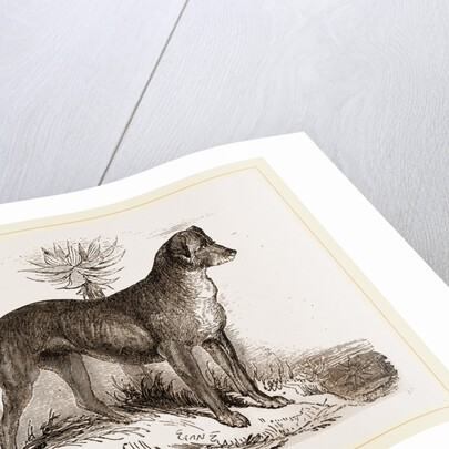 African Hound by Anonymous