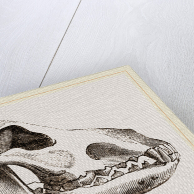 Shepherd's Dog by Anonymous