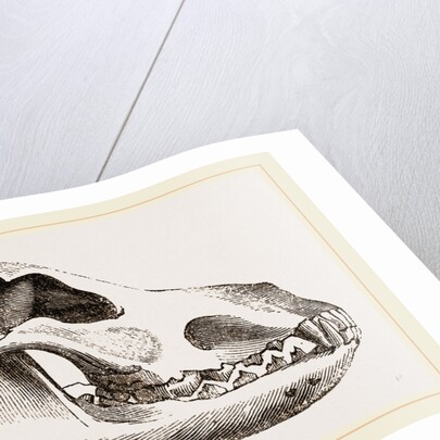 Shepherd's Dog by Anonymous