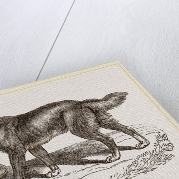 Australian Dog by Anonymous