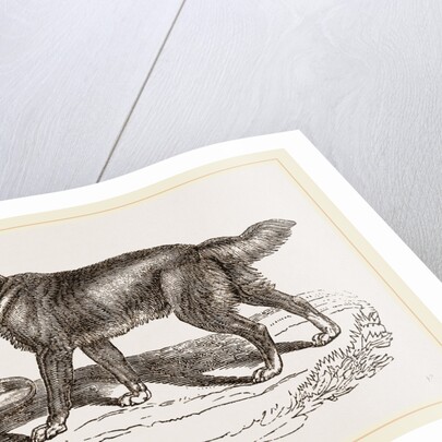 Australian Dog by Anonymous