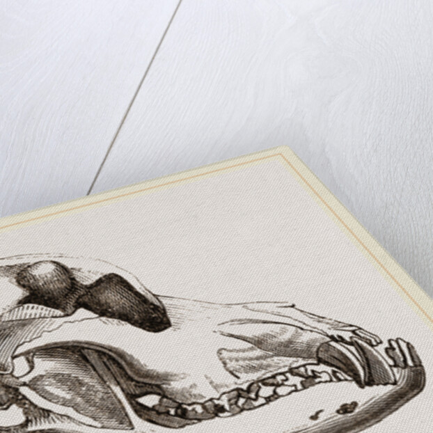 Skull of a Mastiff dog by Anonymous