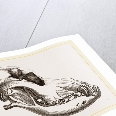 Skull of a Mastiff dog by Anonymous