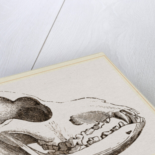 Skull of a Spaniel dog by Anonymous