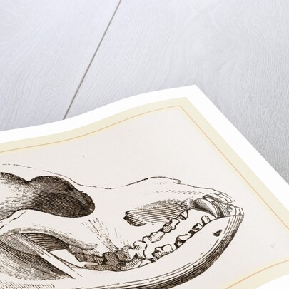 Skull of a Spaniel dog by Anonymous