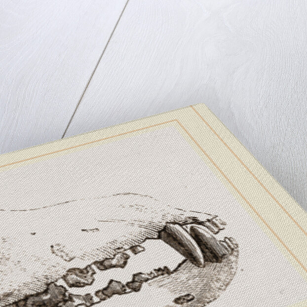 Skull of a Matin dog by Anonymous