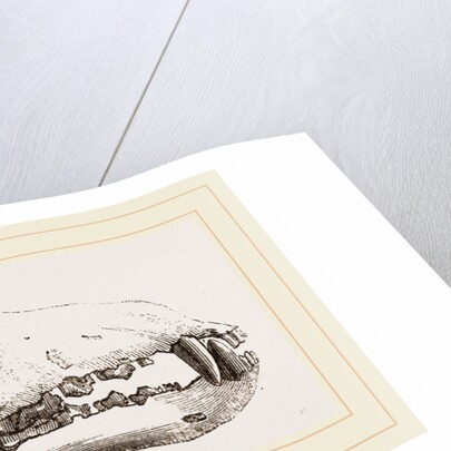 Skull of a Matin dog by Anonymous