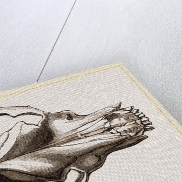 Skull of a Mastiff dog by Anonymous