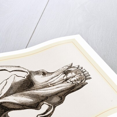 Skull of a Mastiff dog by Anonymous