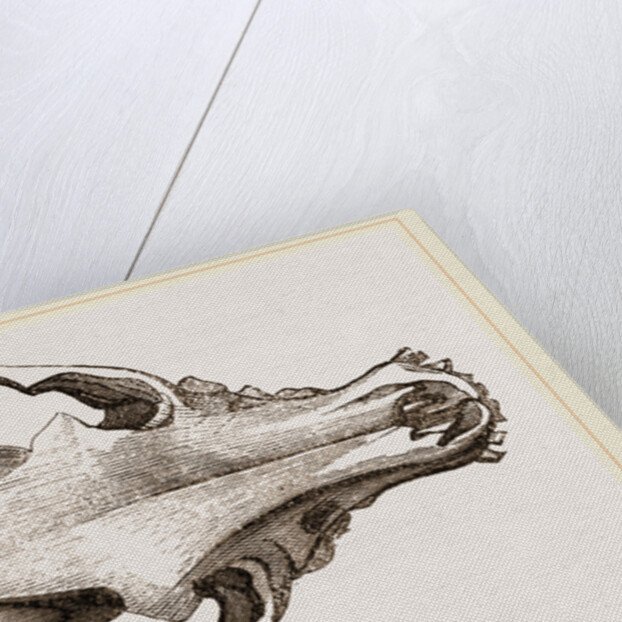 Skull of a Spaniel dog by Anonymous