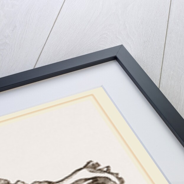 Skull of a Spaniel dog by Anonymous