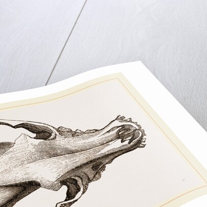 Skull of a Spaniel dog by Anonymous